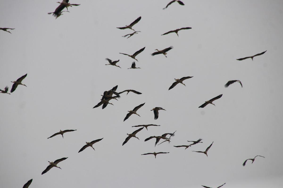 G&uuml;neye g&ouml;&ccedil;en leylekler Tekirdağ semalarında