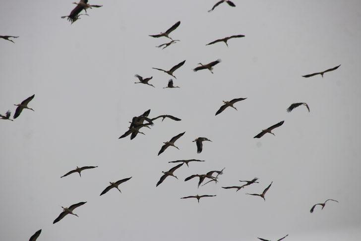 Güneye göçen leylekler Tekirdağ semalarında G1