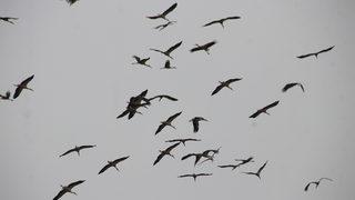 Güneye göçen leylekler Tekirdağ semalarında