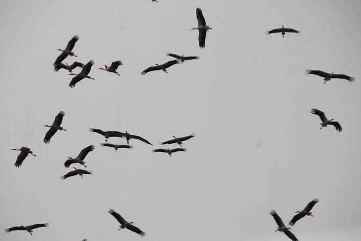 Güneye göçen leylekler Tekirdağ semalarında G2