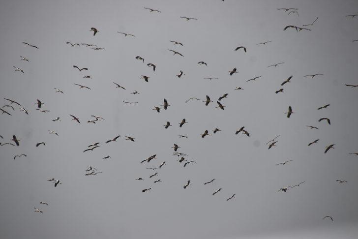 Güneye göçen leylekler Tekirdağ semalarında G3