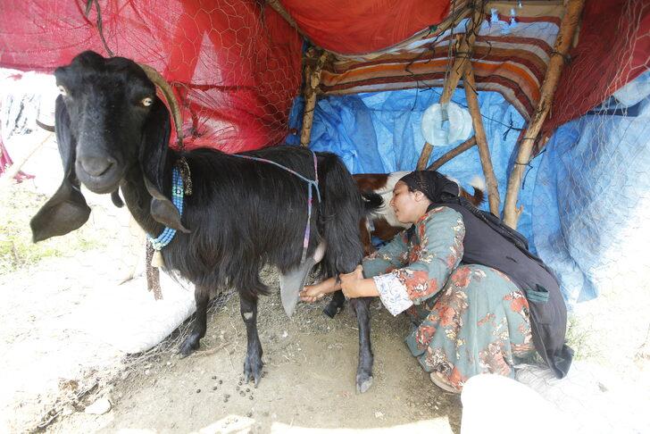 Samsun'da mevsimlik tarım işçilerinin fındık hasadı mesaisi sürüyor G3