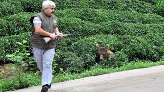 Güneysu’da yaralı ayı paniği