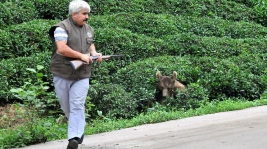 Güneysu’da yaralı ayı paniği