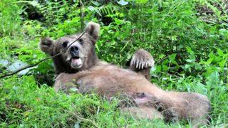Güneysu’da yaralı ayı paniği