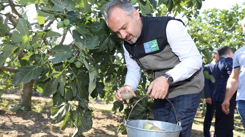 Bursa Büyükşehir Belediyesi, siyah incirde değer kaybını önlemek için çalışmalara başladı