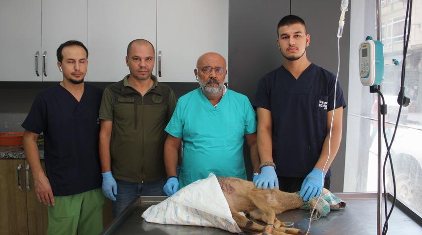 Ordu'da yaralı karaca yavrusu koruma altına alındı