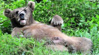 Yaralı ayı gören vatandaşın selfie keyfi