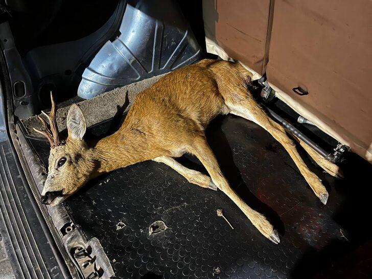 Sakarya'da bulunan yaralı geyik tedaviye alındı G1