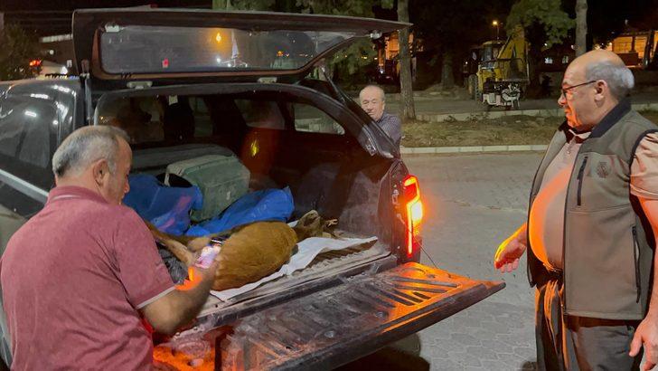 Sakarya'da bulunan yaralı geyik tedaviye alındı G2