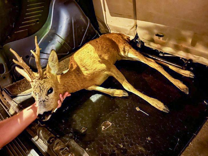 Sakarya'da bulunan yaralı geyik tedaviye alındı G3