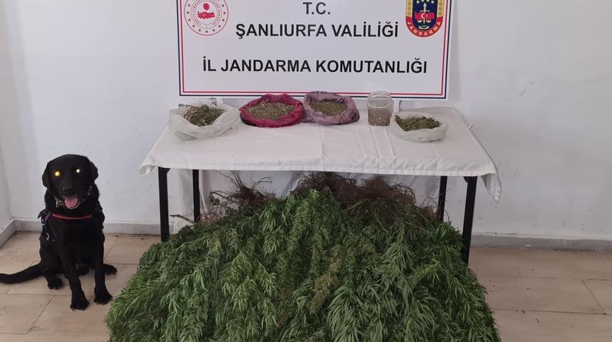 Şanlıurfa'da 5 kilogram esrar ile 765 kök Hint keneviri ele geçirildi
