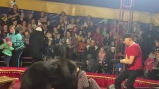 Şovun bir parçası zannettiler! Seyircilerin gözünün önünde ayı eğitmenine saldırdı