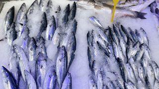 Çaparilere takılan palamutlar sezon öncesi balıkçıları umutlandırdı