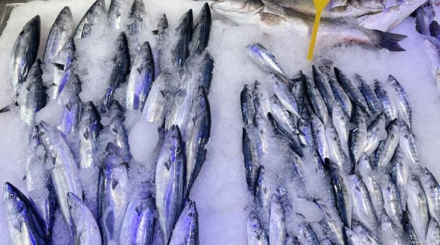 Çaparilere takılan palamutlar sezon öncesi balıkçıları umutlandırdı