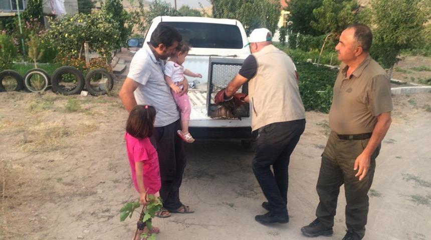 Kayseri'de yaralı bulunan şahin tedaviye alındı