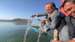 Ardahan'daki göllere 1 milyon 589 bin sazan yavrusu bırakıldı