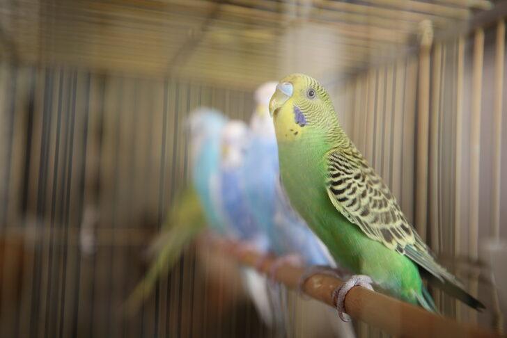 Kahramanmaraş'ta Kur'an-ı Kerim öğrenen çocukların hediyesi muhabbet kuşu oldu G2