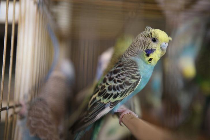 Kahramanmaraş'ta Kur'an-ı Kerim öğrenen çocukların hediyesi muhabbet kuşu oldu G3