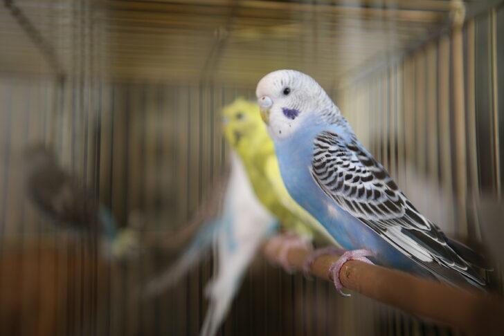 Kahramanmaraş'ta Kur'an-ı Kerim öğrenen çocukların hediyesi muhabbet kuşu oldu G4