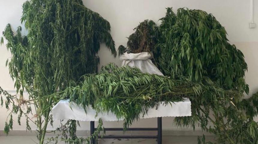 Kocaeli'de 30 kilo 805 gram kubar esrar ele geçirildi