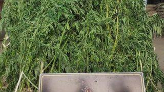 İzmir'de evinde uyuşturucu ele geçirilen zanlı tutuklandı