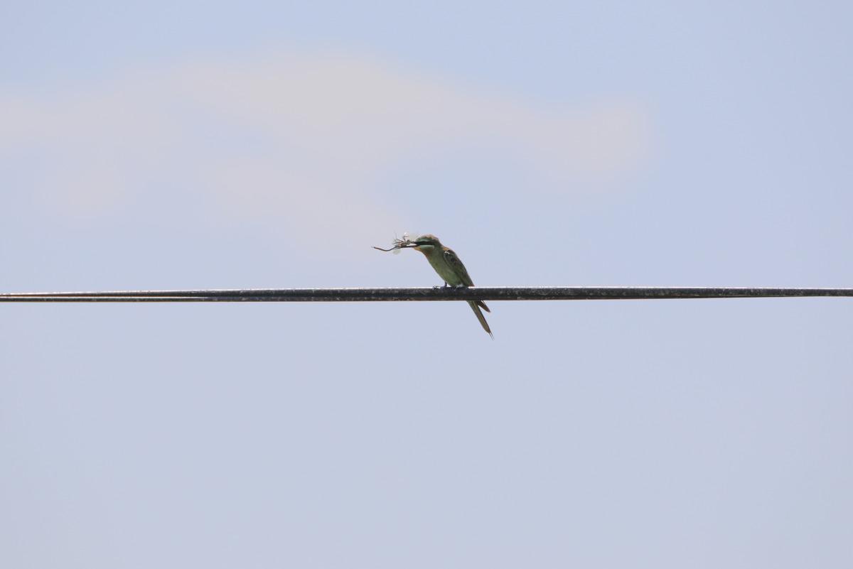 Yeşil arı kuşunun beslenme anı kameraya yansıdı