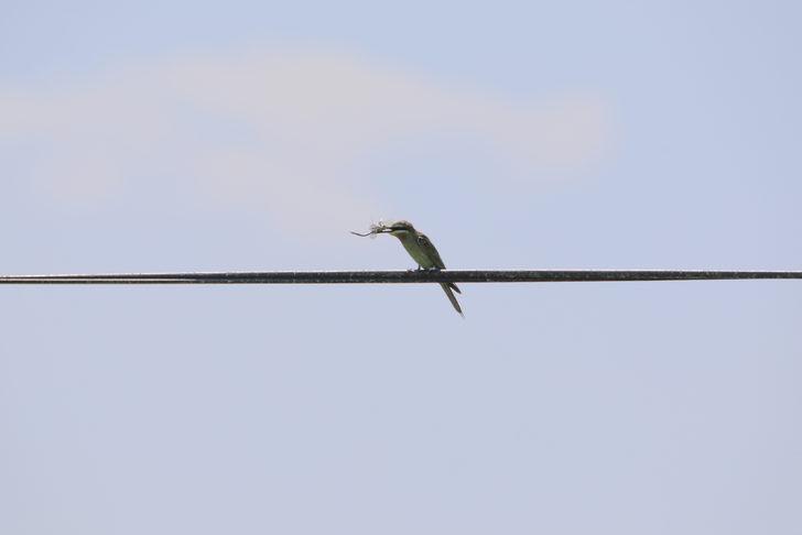 Yeşil arı kuşunun beslenme anı kameraya yansıdı G1