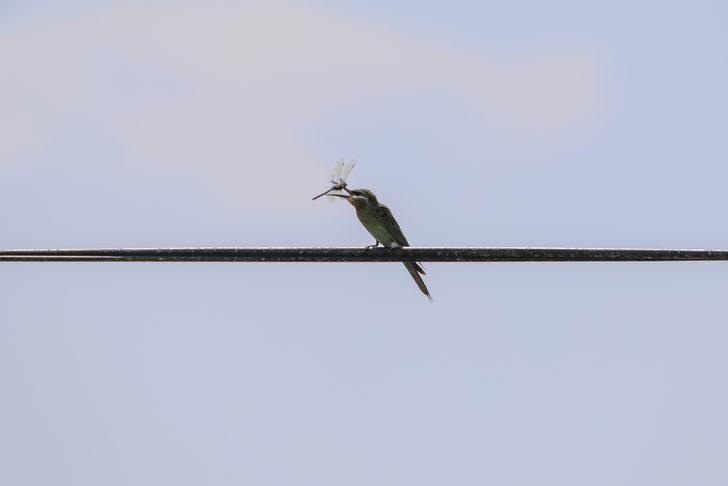 Yeşil arı kuşunun beslenme anı kameraya yansıdı G3