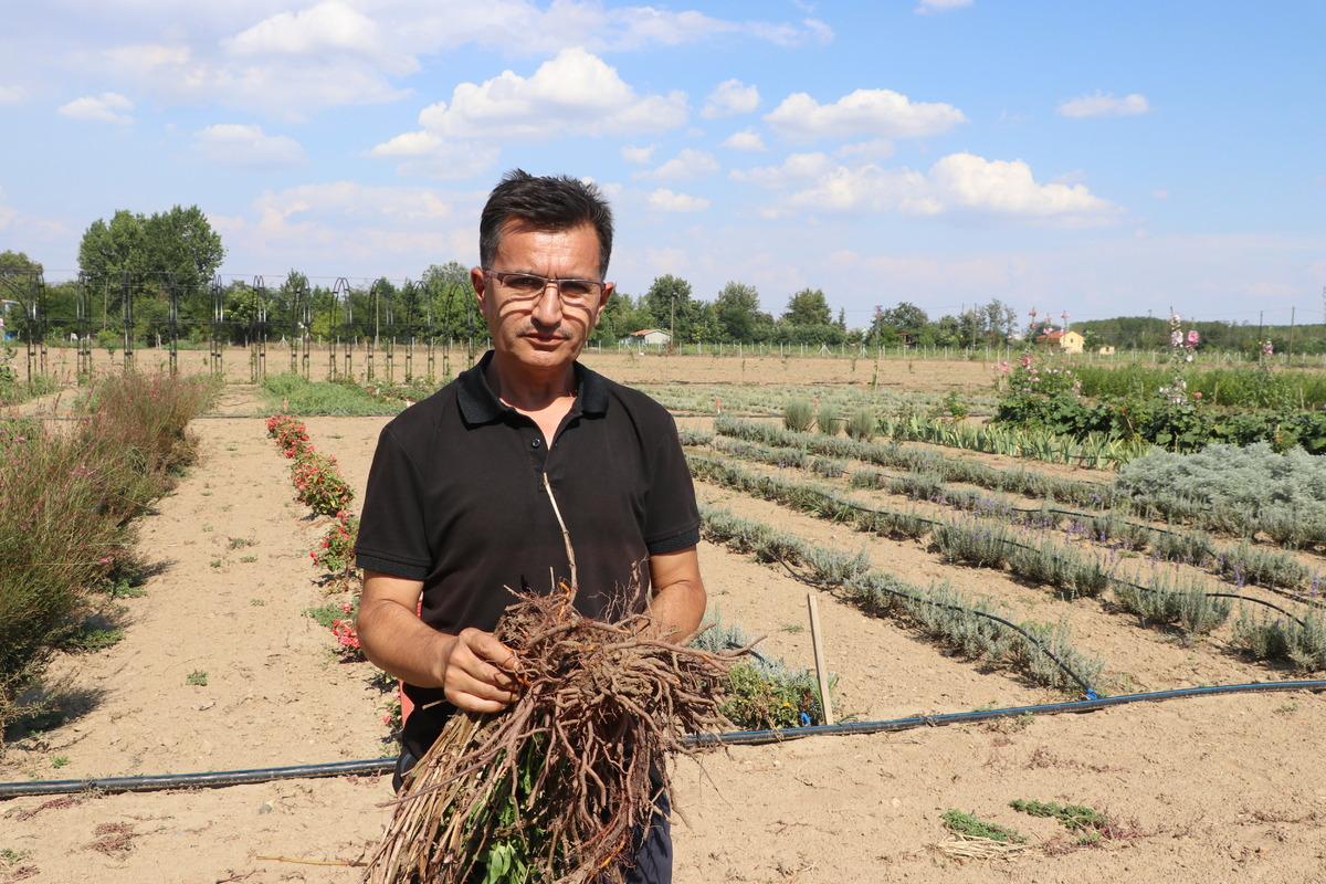 Edirne kırmızısının elde edildiği bitkinin ekim alanı genişletilecek