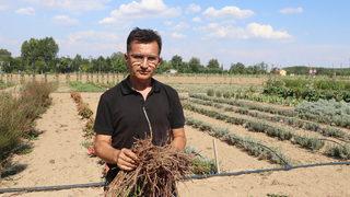 Edirne kırmızısının elde edildiği bitkinin ekim alanı genişletilecek