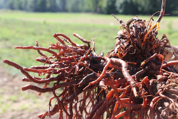 Edirne kırmızısının elde edildiği bitkinin ekim alanı genişletilecek G2