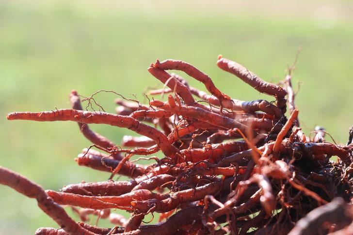 Edirne kırmızısının elde edildiği bitkinin ekim alanı genişletilecek G3