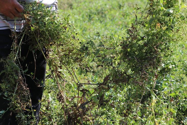 Edirne kırmızısının elde edildiği bitkinin ekim alanı genişletilecek G5