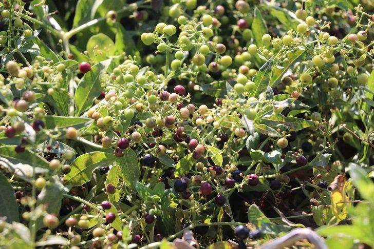 Edirne kırmızısının elde edildiği bitkinin ekim alanı genişletilecek G4