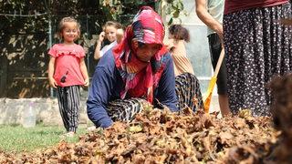 Sakarya'da mevsimlik tarım işçilerinin zorlu fındık mesaisi sürüyor