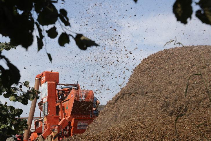 Sakarya'da mevsimlik tarım işçilerinin zorlu fındık mesaisi sürüyor G2