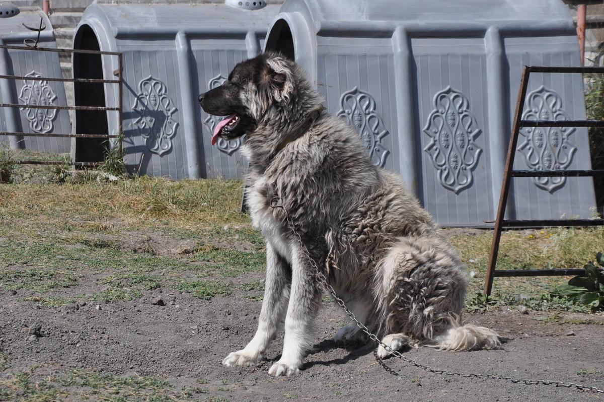 Kars &ccedil;oban k&ouml;peği ırkının saflaştırılması i&ccedil;in &ccedil;alışma başlatıldı