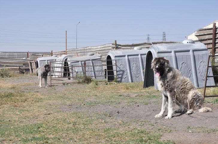 Kars çoban köpeği ırkının saflaştırılması için çalışma başlatıldı G2