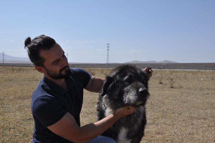 Kars çoban köpeği ırkının saflaştırılması için çalışma başlatıldı G5