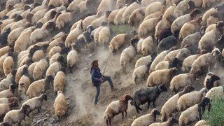 Yaz boyunca yaylalarda konaklayan göçerler eve dönüş yolculuğuna başladı