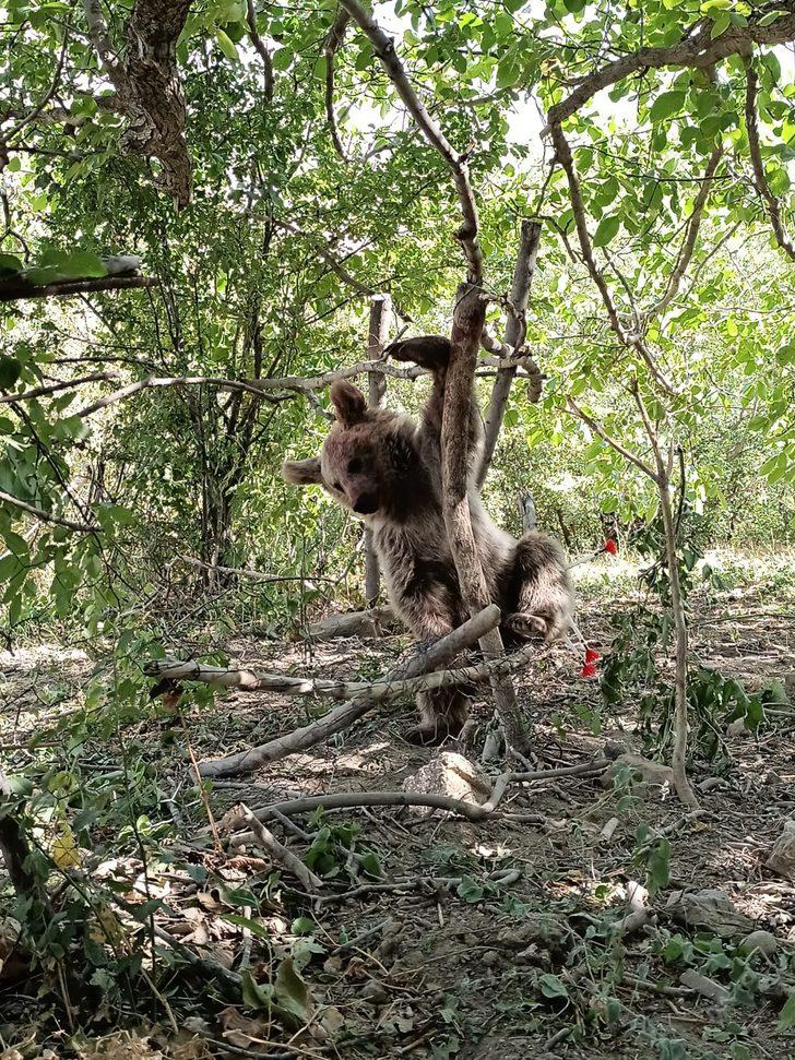 Hakkari'de tele takılarak yaralanan ayı tedavisinin ardından doğaya salındı G1