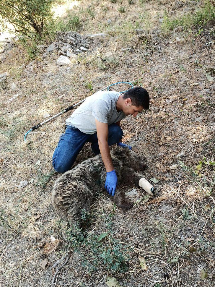 Hakkari'de tele takılarak yaralanan ayı tedavisinin ardından doğaya salındı G2