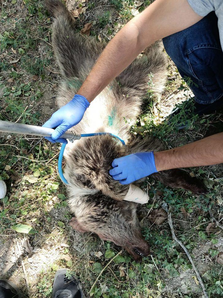 Hakkari'de tele takılarak yaralanan ayı tedavisinin ardından doğaya salındı G3