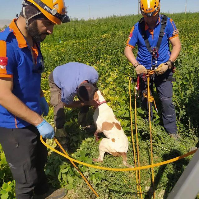 Niğde'de su kuyusuna düşen köpeği AFAD ekipleri kurtardı
