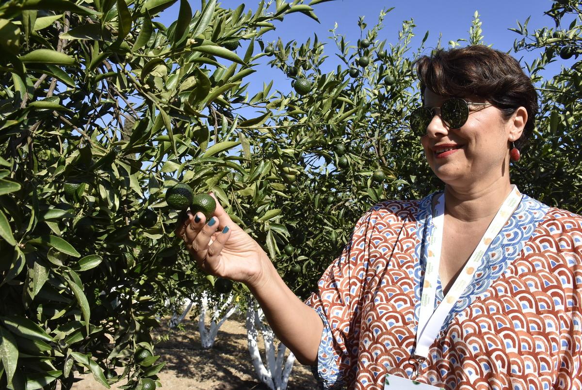 Bodrum mandalinasının yeşilken kullanımını yaygınlaştırmak i&ccedil;in hasat etkinliği d&uuml;zenlendi