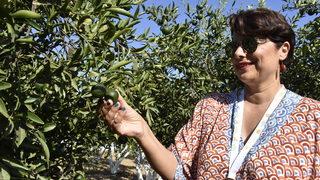 Bodrum mandalinasının yeşilken kullanımını yaygınlaştırmak için hasat etkinliği düzenlendi