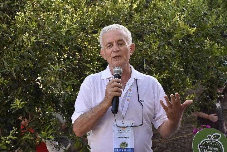 Bodrum mandalinasının yeşilken kullanımını yaygınlaştırmak için hasat etkinliği düzenlendi G2