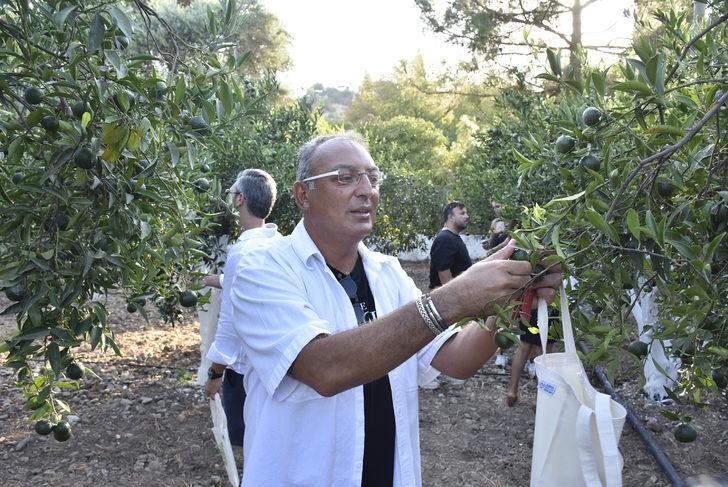 Bodrum mandalinasının yeşilken kullanımını yaygınlaştırmak için hasat etkinliği düzenlendi G3
