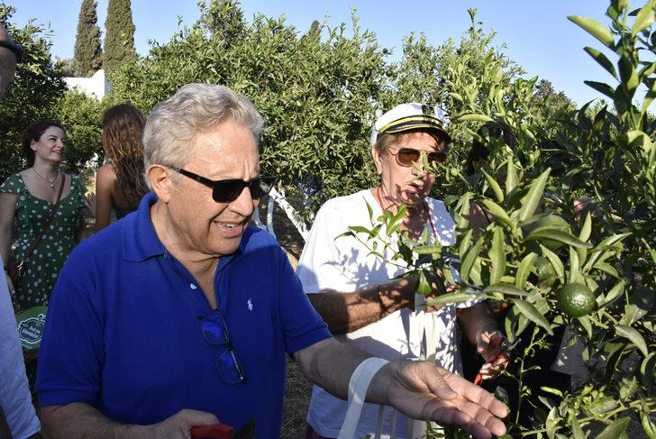 Bodrum mandalinasının yeşilken kullanımını yaygınlaştırmak için hasat etkinliği düzenlendi G5
